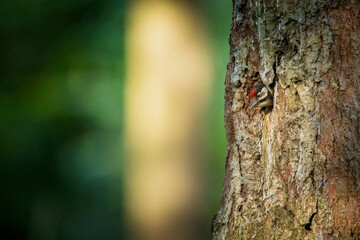 Dendrocopos major. Wild nature of the Czech Republic. Evening photography. Free nature. Beautiful picture. Photos of nature. A stunning male Great spotted Woodpecker, Dendrocopos major, perching on th