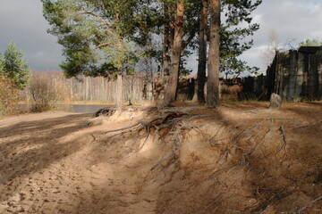 Fototapeta na wymiar the root system of pine trees on a sandy run near the lake