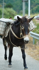 One mule horse carrying on the construction material walking along the road
