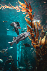Ripley's Aquarium of Canada pacific northwest display © Selene Miller