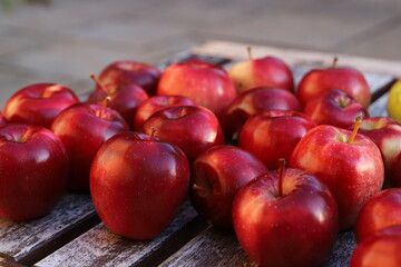 Äpfel frisch vom Baum geerntet