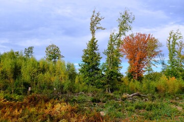 Fototapeta premium Herbst im deutschen Wald mit vielen bunten Farben
