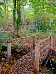 Herbst im deutschen Wald mit vielen bunten Farben