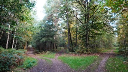 Fototapeta premium Herbst im deutschen Wald mit vielen bunten Farben