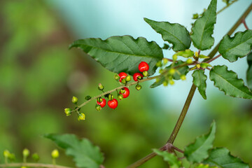 Ripe red and white flowers
