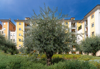 Olive tree with olives on branches in urban garden among residential buildings on blue sky