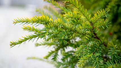 green branch of a coniferous tree, close up abstract texture