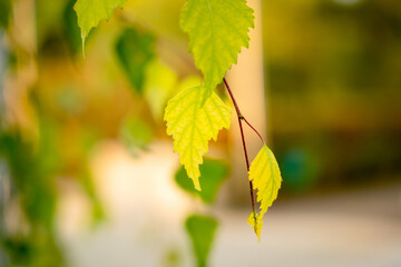 Yellow autumn leaves on tree branches