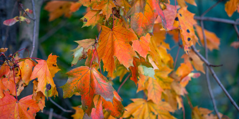 Naklejka na ściany i meble Yellow autumn leaves on tree branches