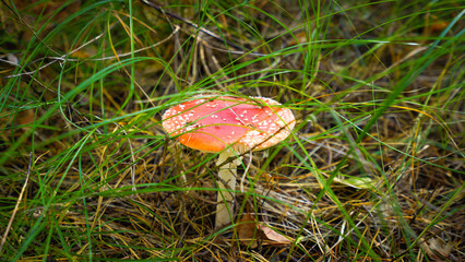 Mushrooms among the grass in the autumn forest on a sunny day