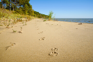 Sandy beach and autumn forest on a sunny day