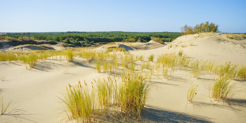 sand dunes with vegetation on a sunny autumn day