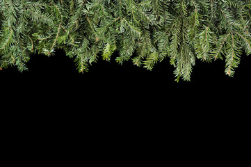 Decorative border of fir tree branches isolated on black background