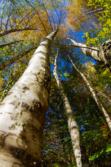 Fototapeta premium Autumn colors