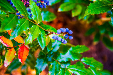 Mahonia aquifolium or Trailing Mahonia or Holly-leaved barberry