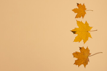 Dry maple leafs on pastel background.Banner with negative space.