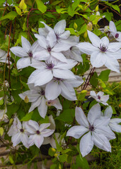 Clematis Garland Masa. Flowers for gardens, parks, balconies