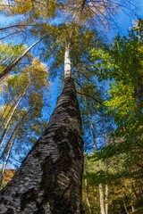 Fototapeta premium Autumn colors