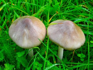 Pilze im Herbst im deutschen Wald