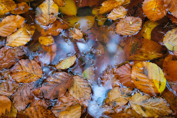autumn leaves on water