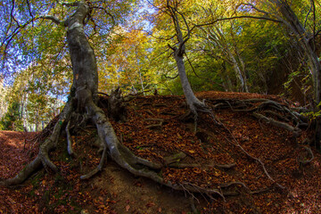 Autumn colors