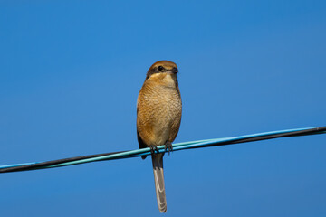 晴天の秋の日に電線にとまるモズ