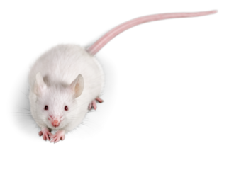 White laboratory rat isolated on white background