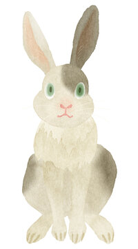 うさぎ　お座り/Rabit