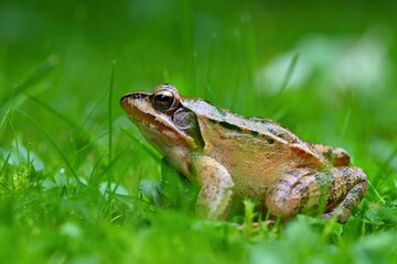 Beautiful macro shot of a frog in the grass with dew.