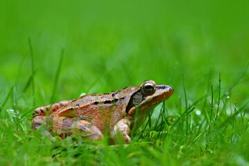 Beautiful macro shot of a frog in the grass with dew.