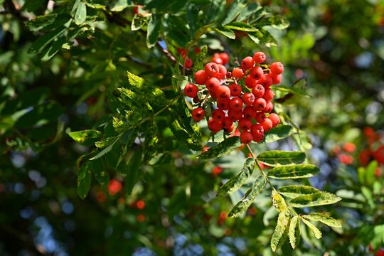 Beautiful autumn nature concept. A tree with red fruits - rowanberries. (Sorbus torminalis)