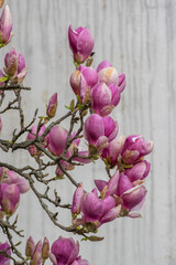 Magnolia soulangeana also called saucer magnolia flowering springtime tree with beautiful pink flowers on branches in bloom
