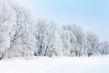 Fir branches covered with snow, winter background.