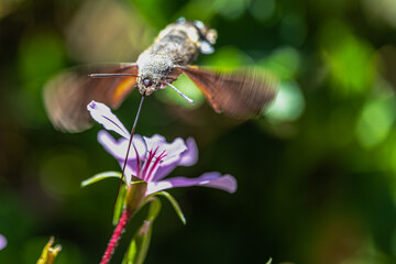 Hummingbird Hawk-moth (Macroglossum stellatarum) Feeding on Geranium Flowers
