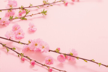 branches of blossoming almonds on pink background