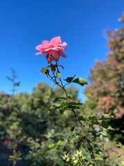 red rose against sky