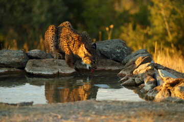The Iberian lynx (Lynx pardinus), a young lynx drinks from a watering hole. A young lynx in the last rays of the sun by the water.