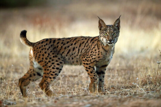 The Iberian lynx (Lynx pardinus), young lynx in yellow grass. Young Iberian lynx in the autumn landscape.