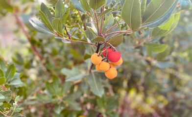 Forest fruits growing. Tree cherries (arbutus unedo).