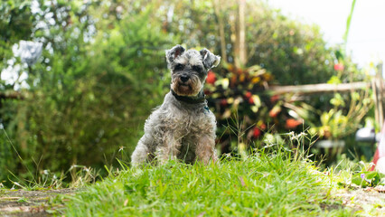 Fototapeta premium El Schnauzer (pronunciado /ˈʃnaʊ̯t͡sɐ/ ( escuchar)) es una raza canina que se originó en Alemania durante los siglos XV y XVI. ​Su nombre ​deriva del alemán Schnauze ​'hocico', relacionado con Schnauz