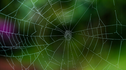 Una tela de araña o simplemente telaraña, es una estructura construida por una araña con su seda...