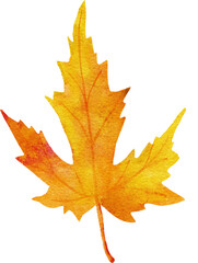 Watercolor hand drawn illustration of fall autumn leaf leaves. Yellow orange red plant branch wild forest wood element, october november seasonal nature harvest design.