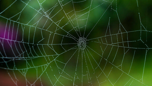 Una tela de araña o simplemente telaraña, es una estructura construida por una araña con su seda de araña proteica, a través de sus hileras.