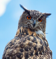 Uhu  (Bubo bubo)