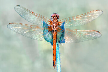 Macro shots, Beautiful nature scene dragonfly.   