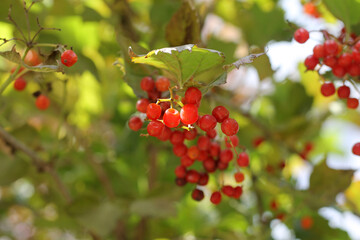 red berries on a tree