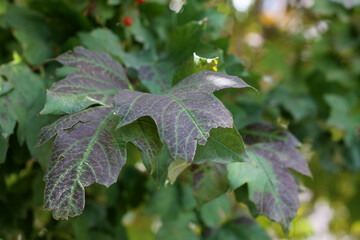 holly leaves with berries