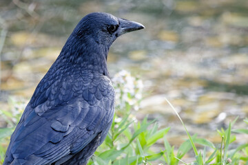 corneille noire -  corvus corone
