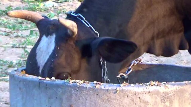 Domestic animal eating grass and healthy feeds. Livestock HD footage.