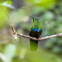 Colibri